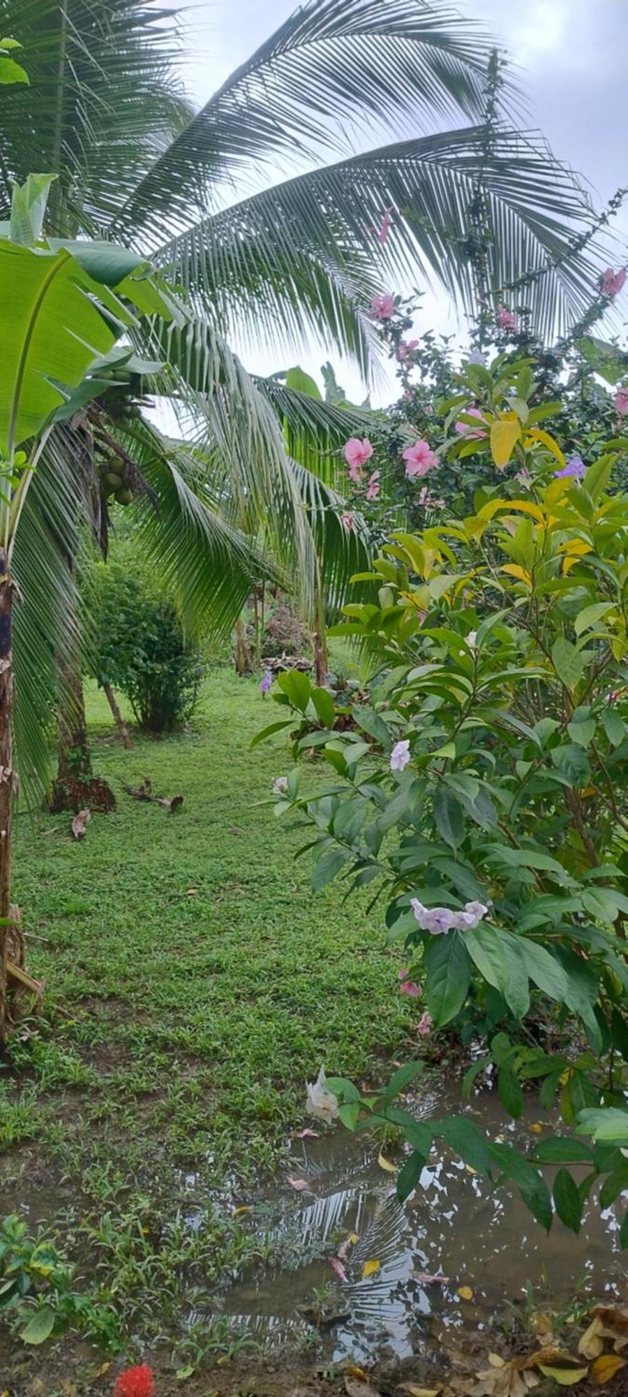 Cabinas Los Tucanes Cahuita Buitenkant foto